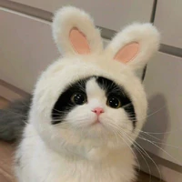 Méo _ Pet Cưng của Kim