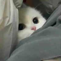 Thỏ Tư Bản  - Tác Giả