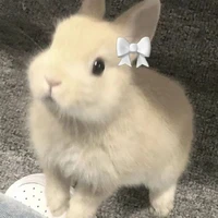 🐰