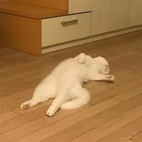 Vai nào cũng diễn được