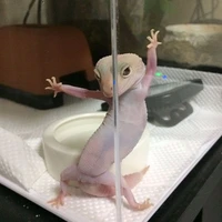 tác giả ngushi 🐟💤