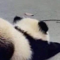 Panda (gấu trúc)