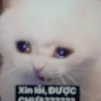 cả hai