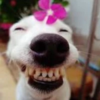 Tác giả xạo chó