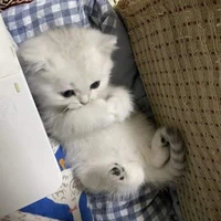 Tác giả zô tri