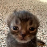 tt