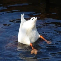 con lười tên Lá (tg)