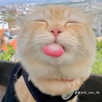 Tác giả nghiêm túc