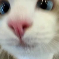 tg cute phô mai que