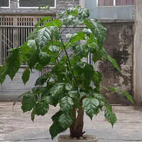 t/g bộ truyện