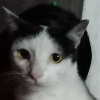 gâu gâu