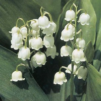 Dương