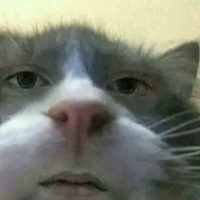 Beo