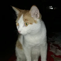 t/g ngu văn:))