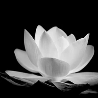 t/g lười thiếu muối