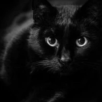 𝐇𝐞 𝐉𝐮𝐧 𝐋𝐢𝐧 (hóa hình dạng)