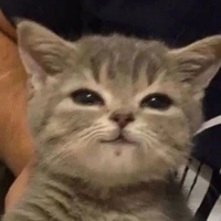cả ba (Ron ,  Toto, spitz)