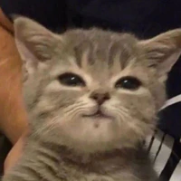 cả ba (Ron ,  Toto, spitz)