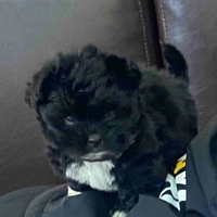 Tác giả ( Bunlychan12)