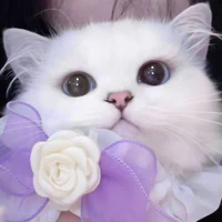 tác giả iu chigiri