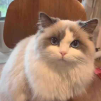 Cancer [Mèo Ragdoll]