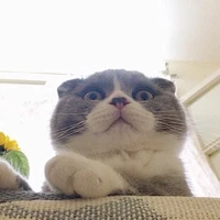 tg siu tốt bụngg :3