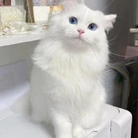 Dali