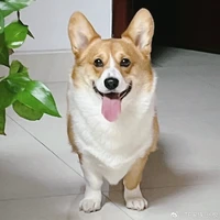 BoBo