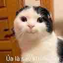 Cô giáo