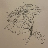 tác giả 🌷🌷🌷