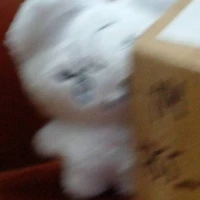 dwnghi