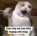 T/g chuche