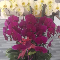 Nhân vật quần chúng