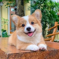 Nhật Cẩu