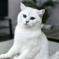 Sushi_thú cưng của Jane