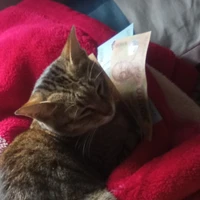 con mèo lười và 40 của tôi:)