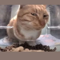 Cô 7 Hongkong:))(tác giả)