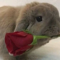tác giả cuti