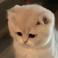 síp loả