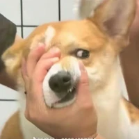 t/giả suyyyy