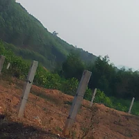 Tác giả cực kì mê Atsumu
