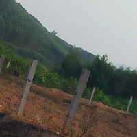 Tác giả cực kì mê Atsumu