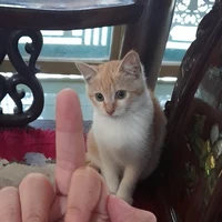 Tớ là Tác giả nèeee