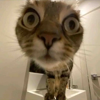 Tác giả xà lơ 🌱