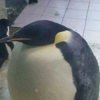 Cánh cụt chết đuối