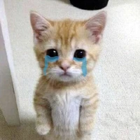 Cam ngọt lịm