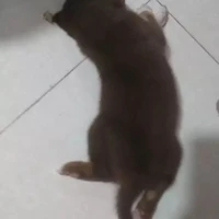harixi💕