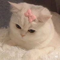 Bạch Tuyết 😼
