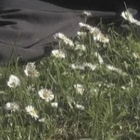 Anh em báo đốm nhà Woodford