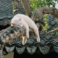Tác giả